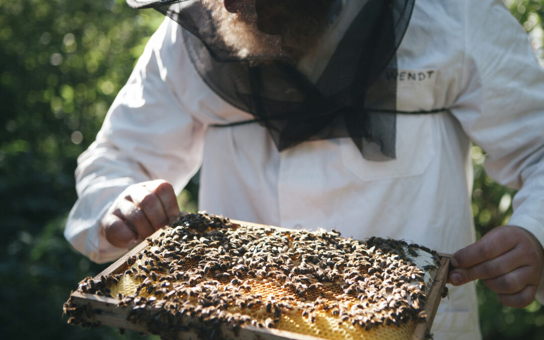 Fleißig wie die Bienen: IMV unterstützt PROJEKT 2028